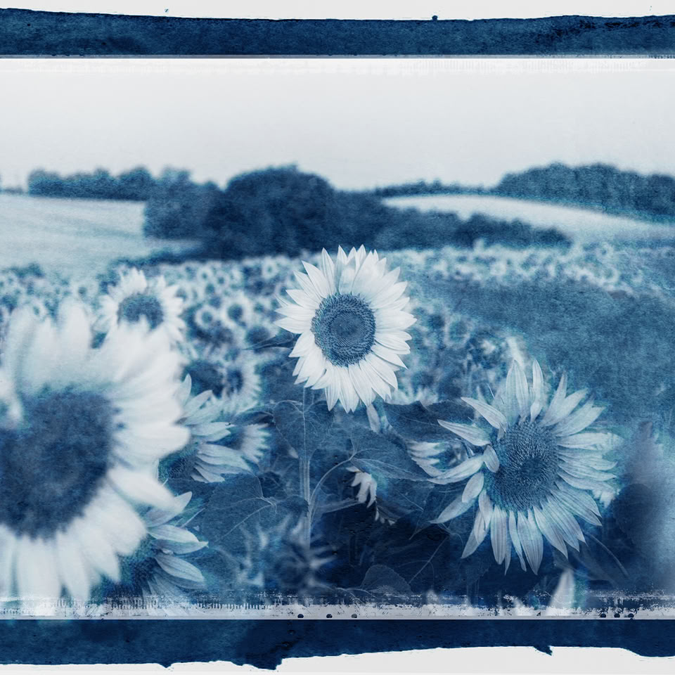 Champ de tournesols en cyanotype avec un horizon de collines et d'arbres en arrière-plan.