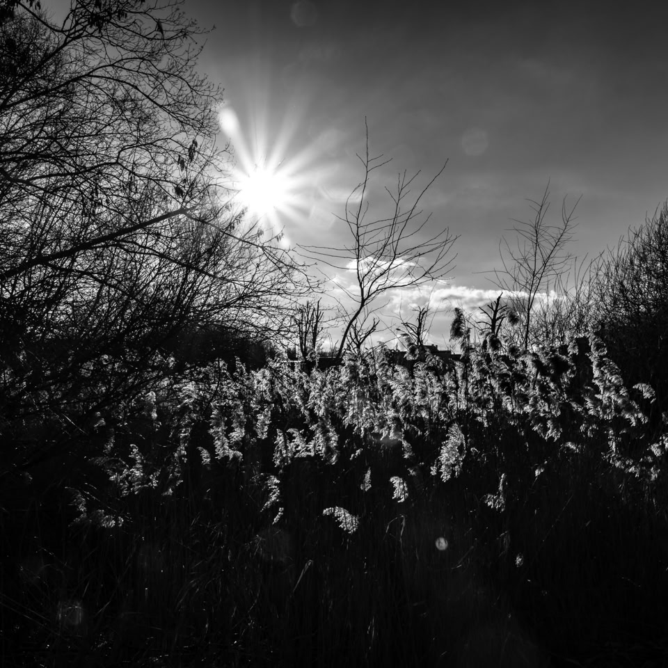 Paysage en noir et blanc avec le soleil brillant à travers les nuages, des arbres et des herbes hautes au premier plan.