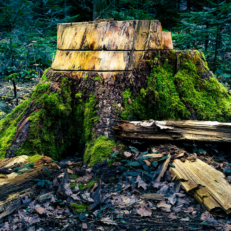 Souche d'arbre recouverte de mousse verte dans une forêt, avec des morceaux de bois autour.