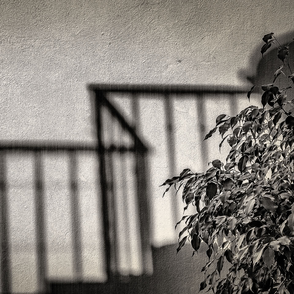 Shadow of a railing on a textured wall with a leafy plant in the foreground.