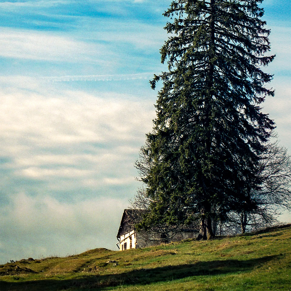 Un grand sapin à côté d'une petite maison blanche sur une colline, avec un ciel bleu et quelques nuages.