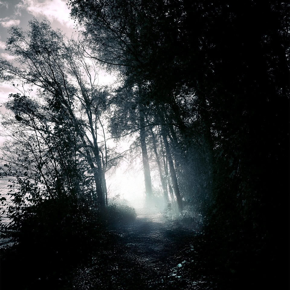 Forêt sombre avec des arbres élancés et lumière diffuse à l'arrière-plan.