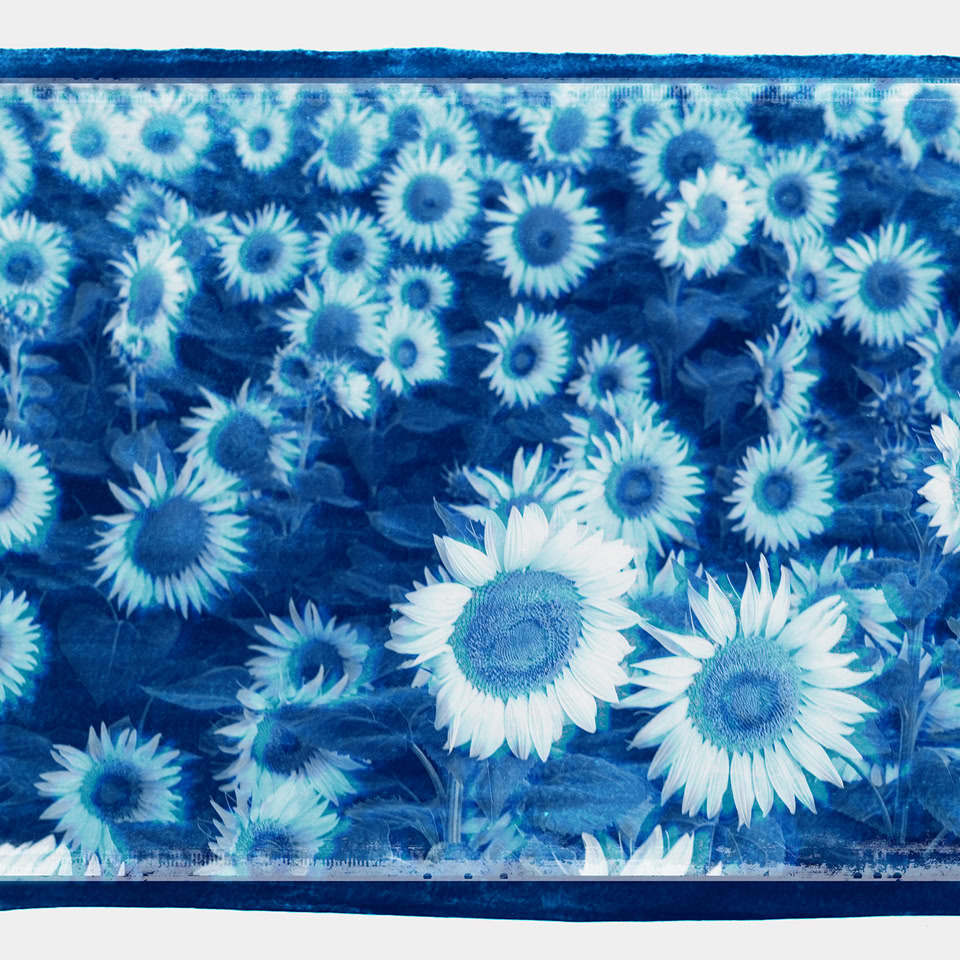 Image d'un champ de tournesols en cyanotype, avec des fleurs blanches sur fond bleu.