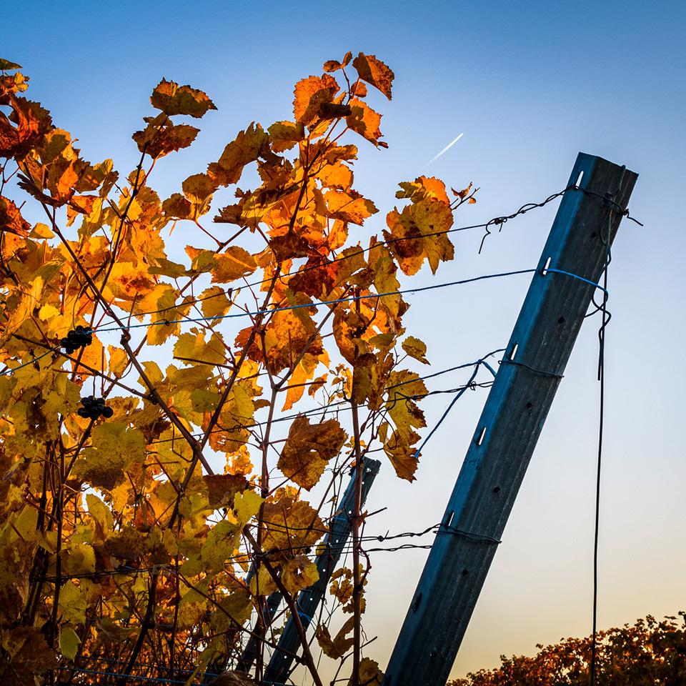 Vignes aux feuilles jaunes et orange avec un poteau incliné sous un ciel bleu.