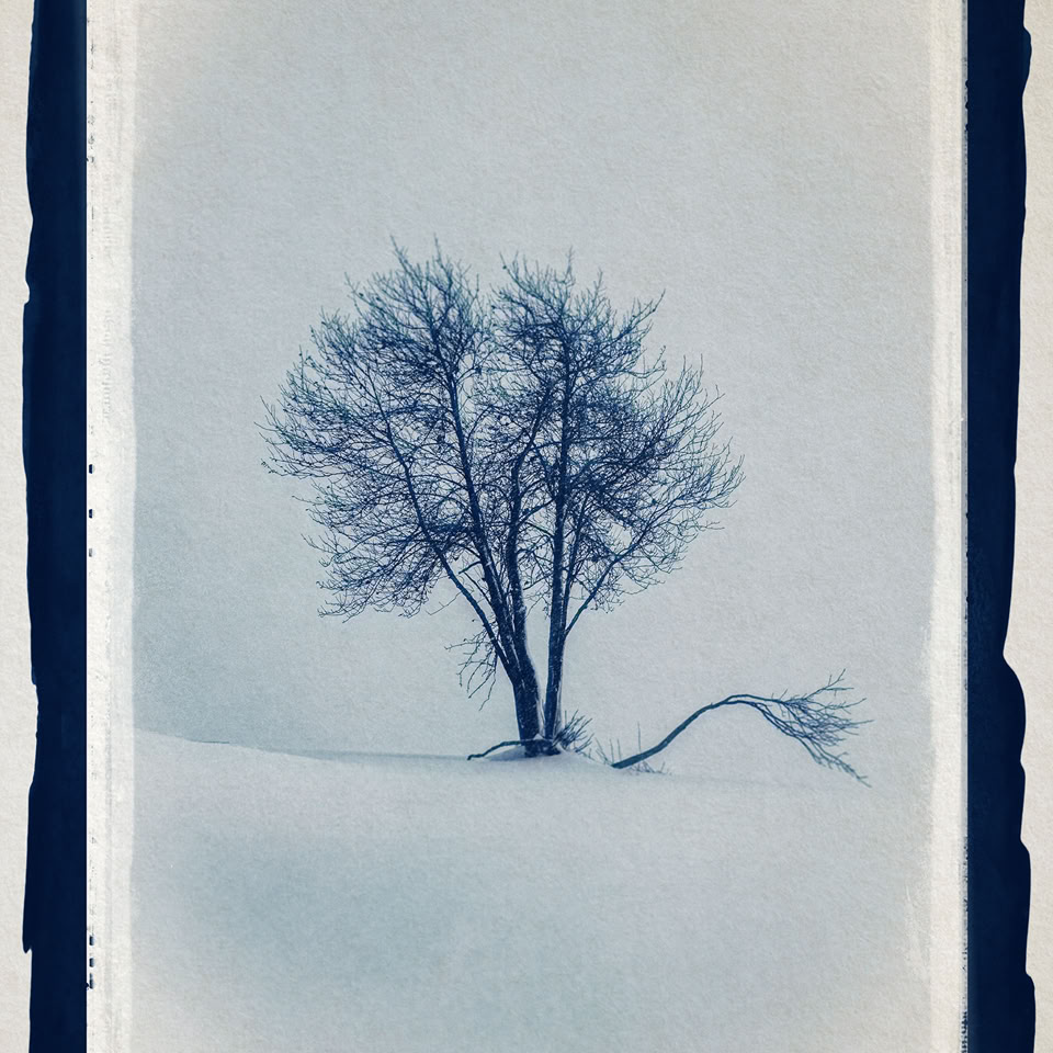 Image en cyanotype montrant un arbre solitaire sur un paysage enneigé avec une branche tombée à droite.