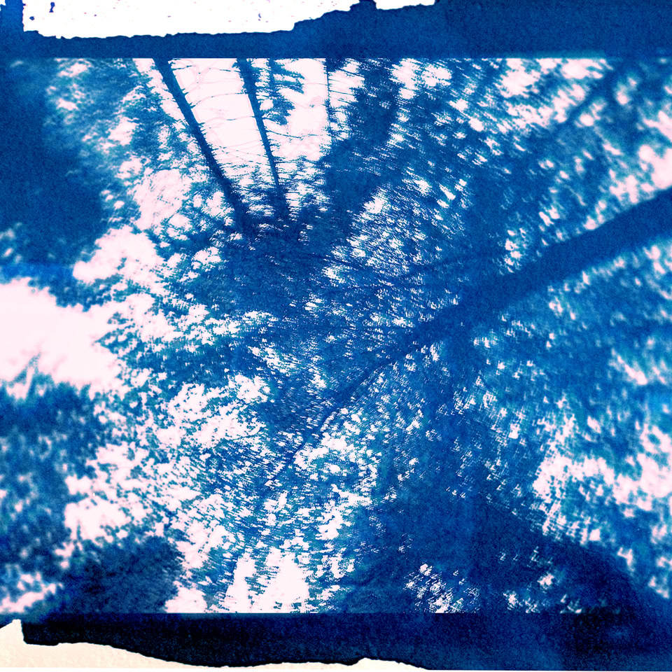 Vue en contre-plongée de la cime des arbres avec un effet de couleur bleue.