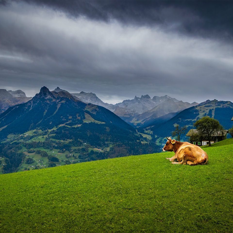 Une vache allongée sur une prairie verte avec des montagnes en arrière-plan et un ciel nuageux.