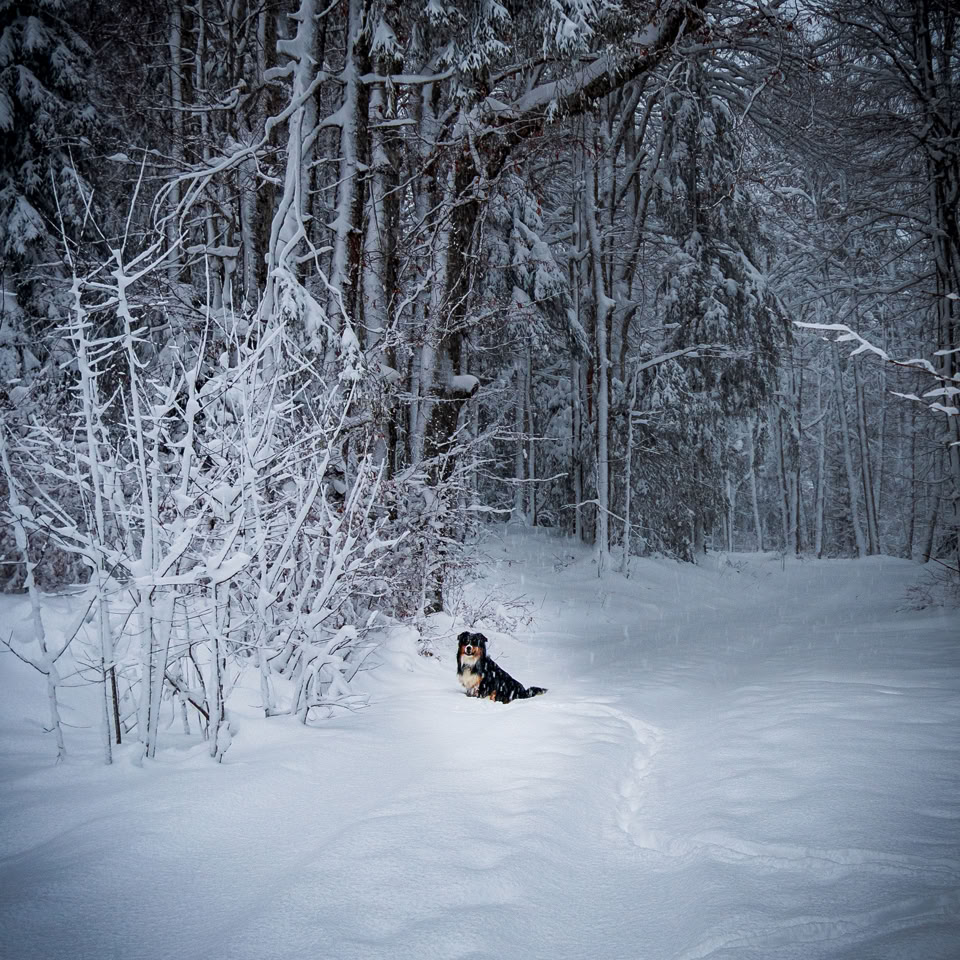 Chien assis dans une forêt enneigée avec des arbres recouverts de neige.
