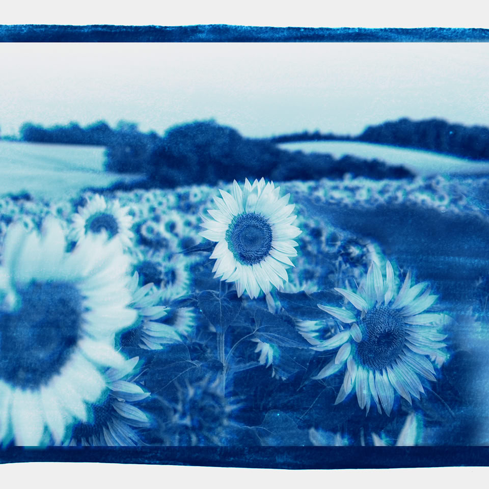 Image en cyanotype de tournesols dans un champ avec des collines en arrière-plan.