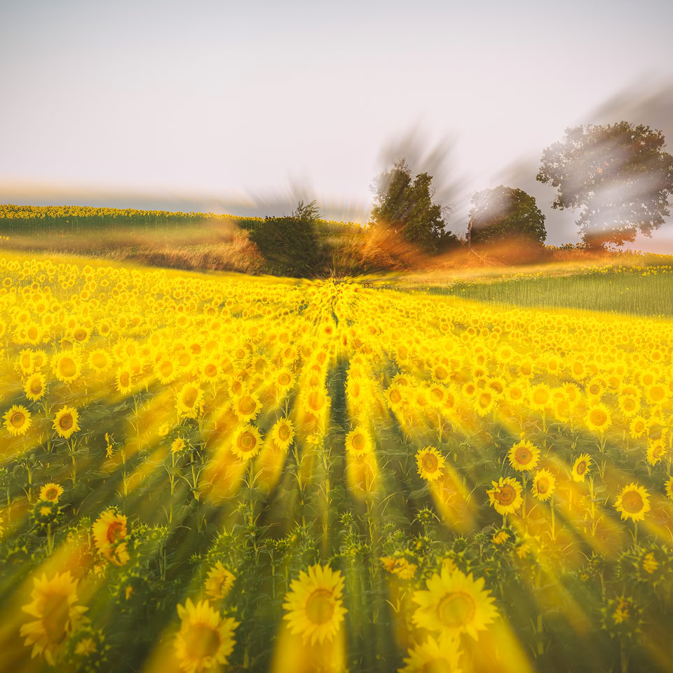 A field of sunflowers with blurred motion effect, trees in the background, and a clear sky above.