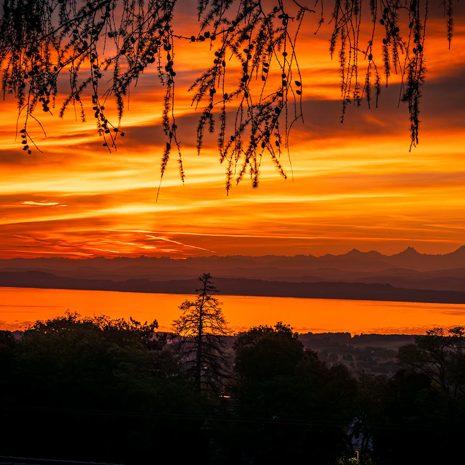 Coucher de soleil vibrant avec des nuages orange et rouges, silhouettes d'arbres au premier plan et branches pendantes en haut.