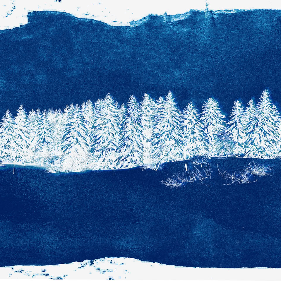 Image d'une rangée d'arbres blancs sur un fond bleu.