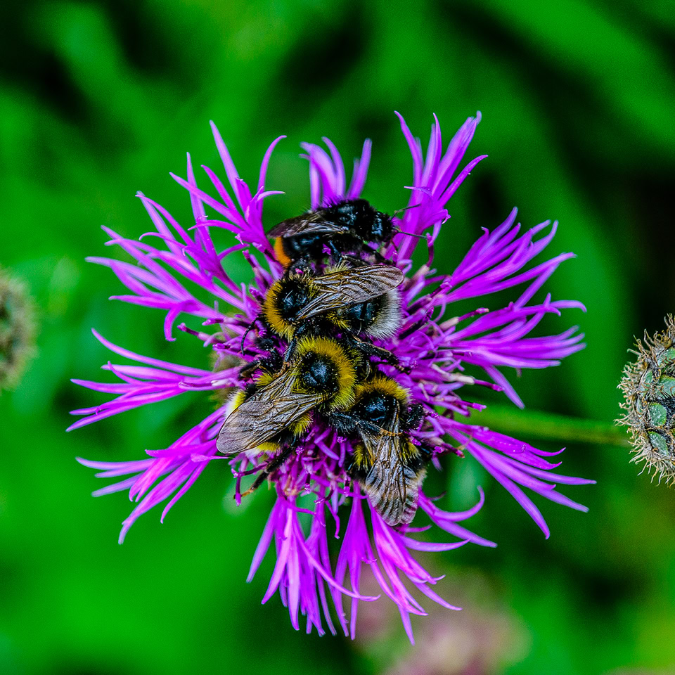 Bourdon sur une fleur violette avec un fond vert flou.