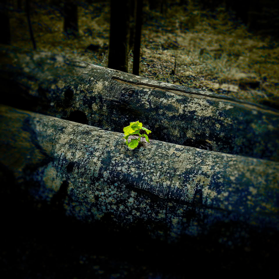 Une petite plante verte poussant entre deux troncs d'arbres sombres dans une forêt.