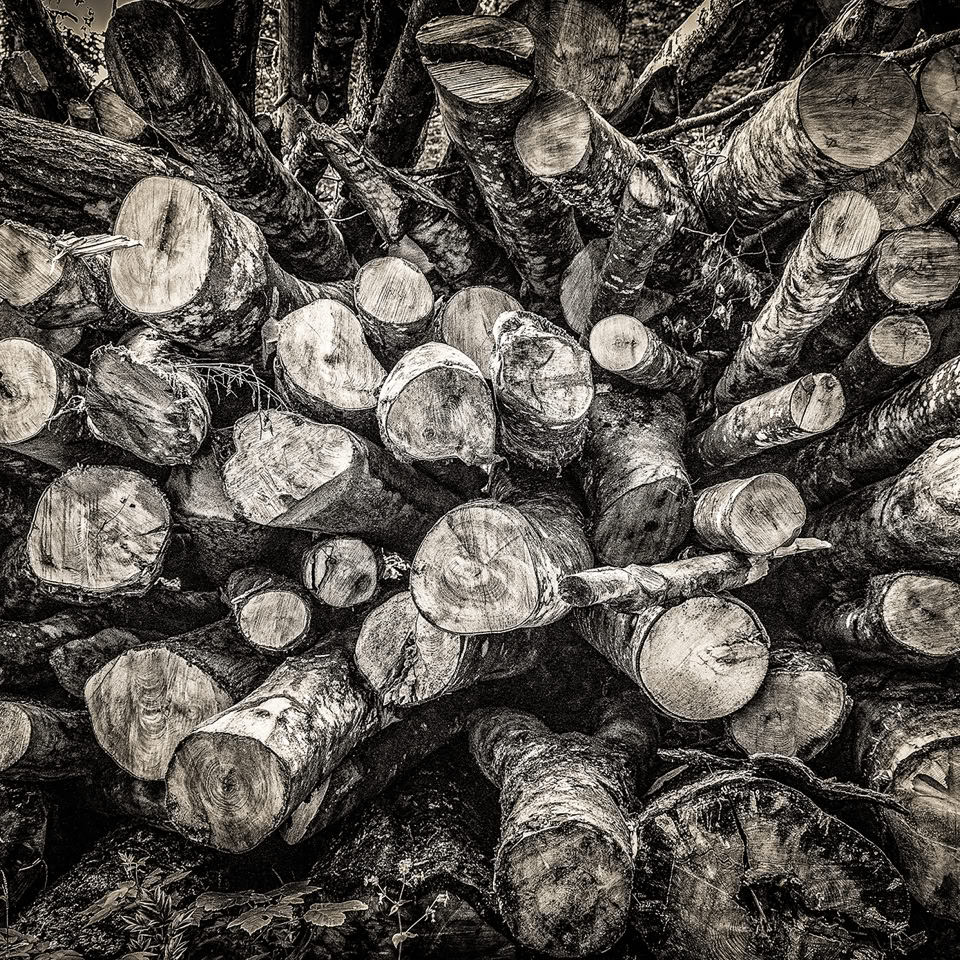 Des morceaux de bois empilés, montrant les extrémités coupées des troncs et branches.