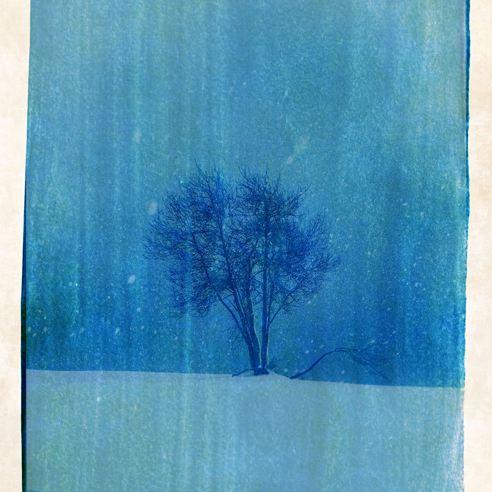 Image d'un arbre solitaire dans un paysage enneigé avec une teinte bleue dominante.