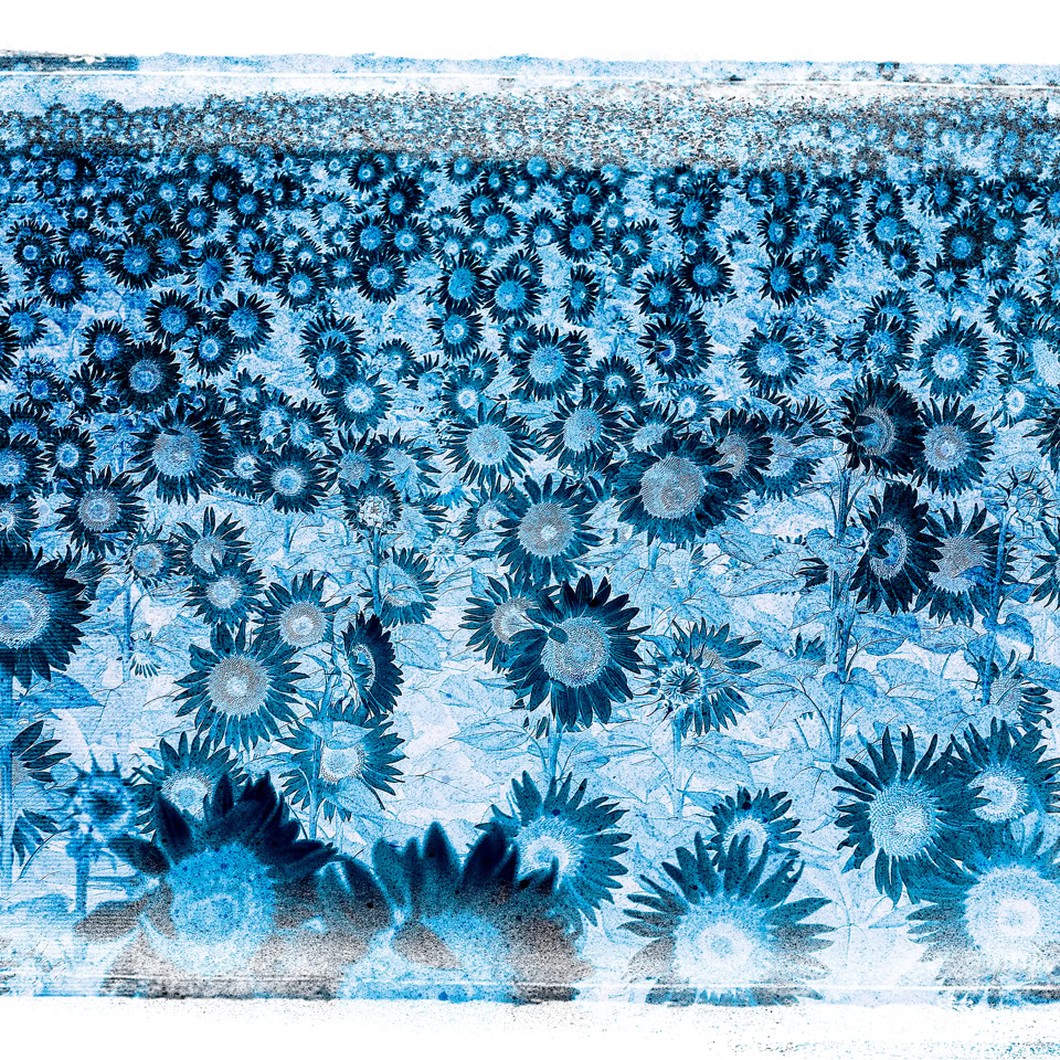 Image de fleurs de tournesol stylisées en bleu avec un effet artistique.