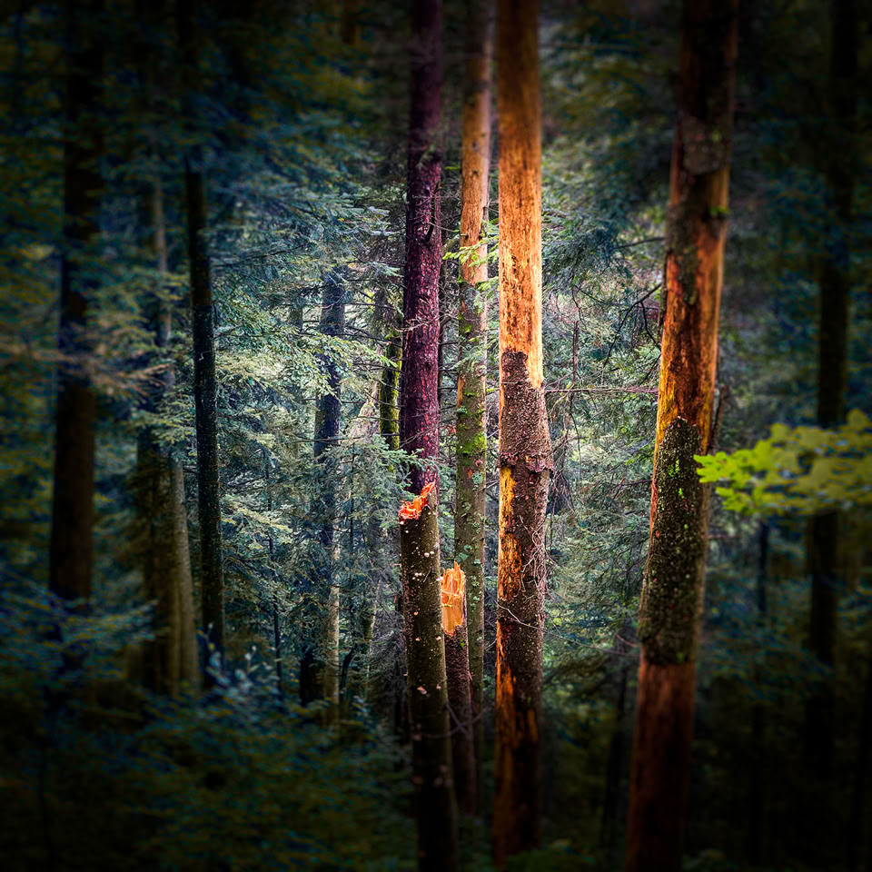 Forêt dense avec des arbres éclairés par la lumière du soleil.