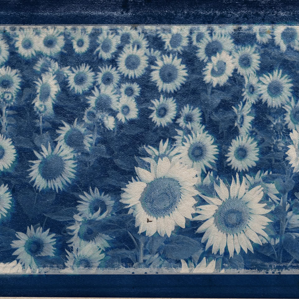 Image de plusieurs tournesols en cyanotype, avec des tons bleus et blancs.