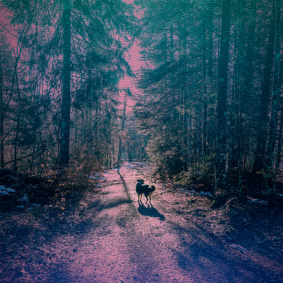 Sentier forestier avec un chien marchant au centre, entouré d'arbres hauts et éclairé par une lumière tamisée.