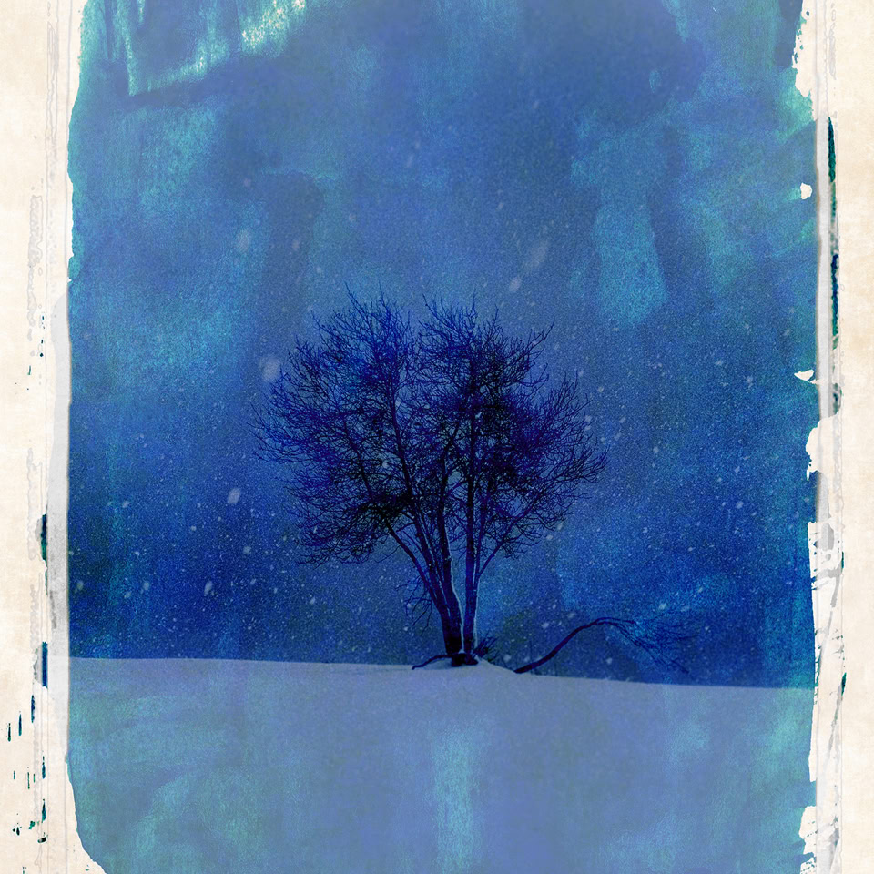 Arbre solitaire dans un paysage enneigé avec un ciel étoilé en arrière-plan.