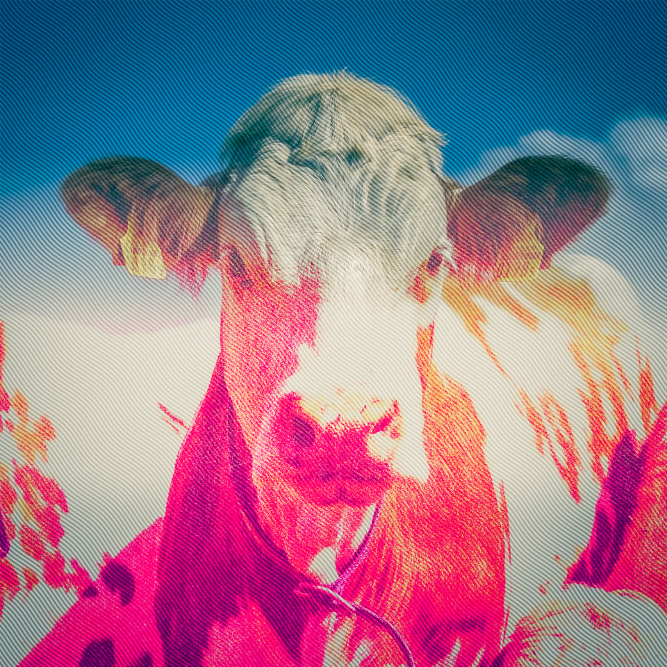 Vache avec un pelage rouge et blanc sous un ciel bleu.